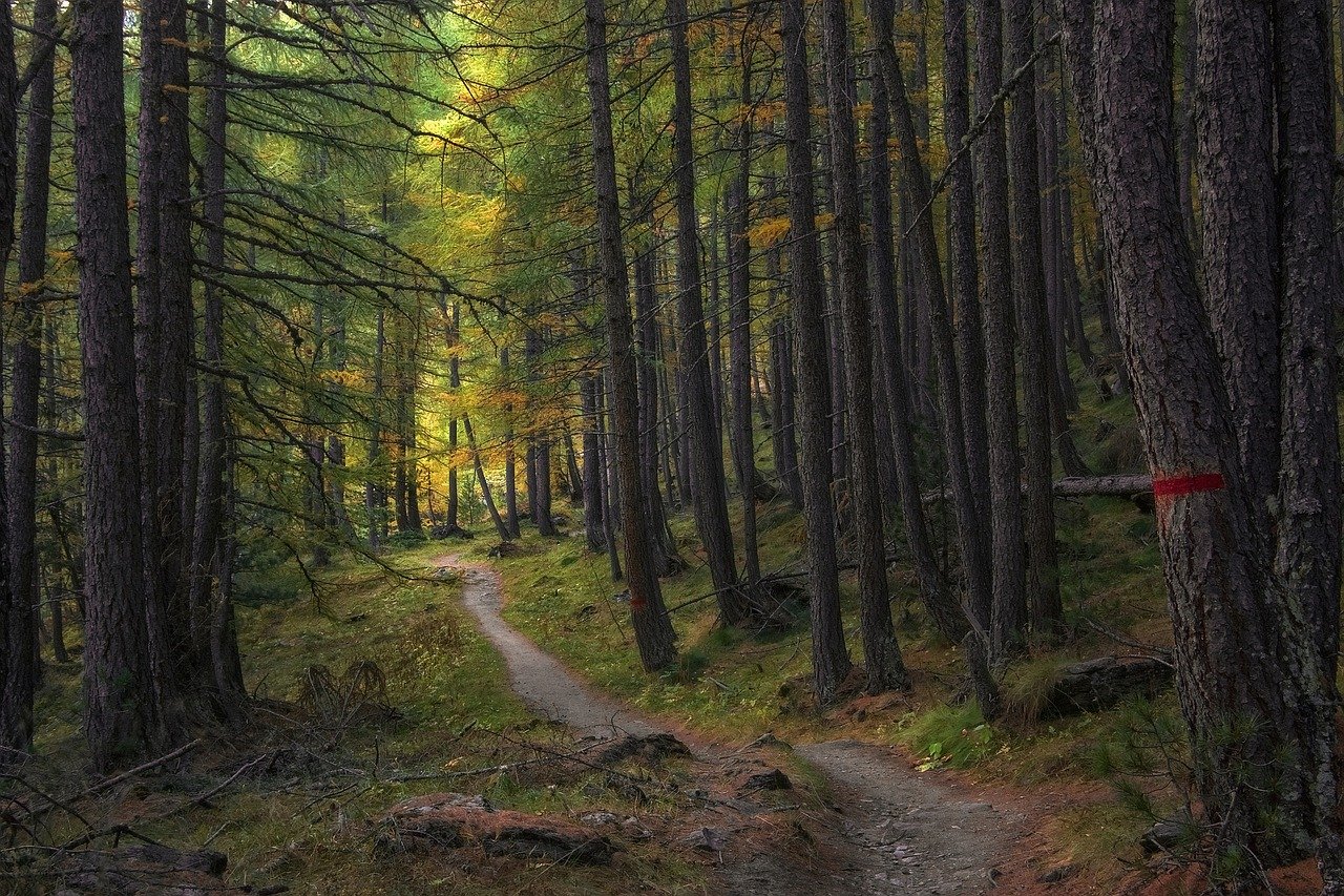 trail, trees, forest, path, woods, larch, autumn, landscape, nature, forest path, forest trail, nature path, nature trail, woodlands, undergrowth, trail, forest, forest, forest, forest, forest, path, forest path